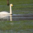 Cygne chanteur en Loire-Atlantique